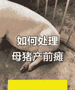 母猪产后失衡怎么办