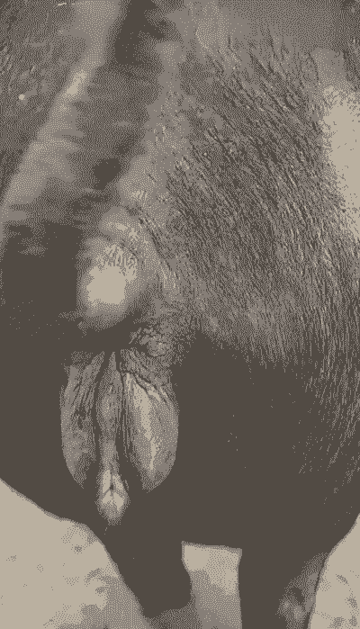 母猪催产后有什么症状