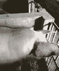 产后母猪不食身上发紫