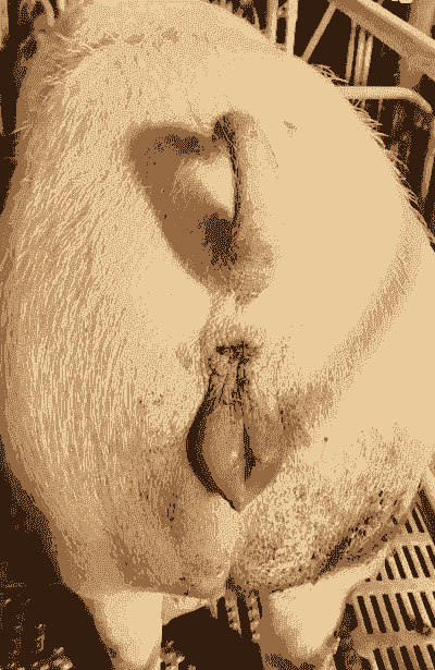 母猪产后7天肚子胀