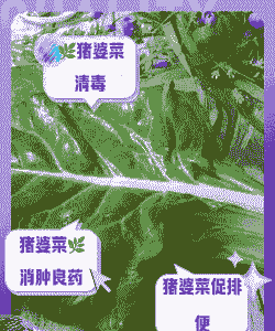 母猪产后吃什么青菜最好