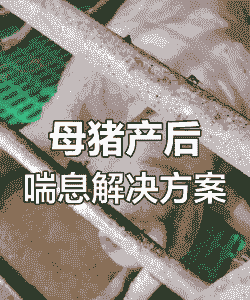 母猪产后无症状不吃食
