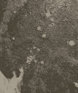 母猪产后三天没拉稀