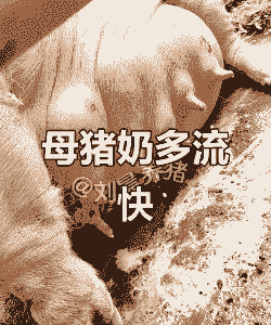 母猪产后喝什么好奶