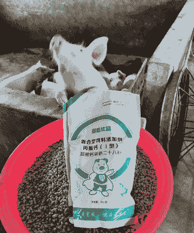 母猪产后如何补充钙元素