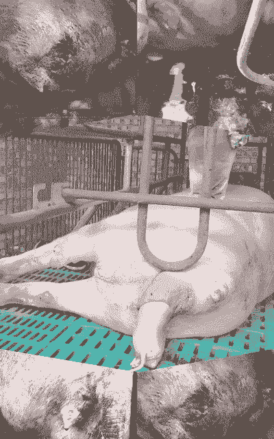 原种母猪产后要清宫吗吗