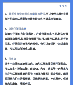 母猪产后喂红糖可以吗