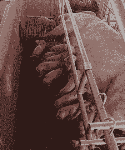 母猪产后几天下崽正常