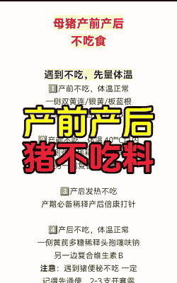 母猪流产后不吃食的方法