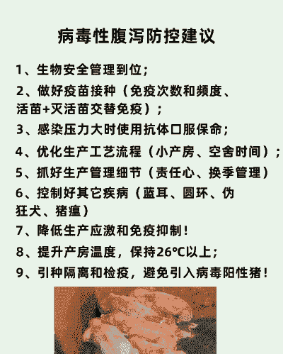 母猪产后高热腹泻怎么办