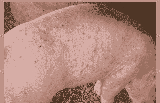 母猪产后长红点怎么回事