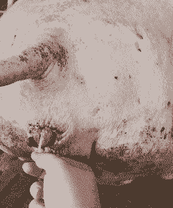 母猪产后24小时不起立