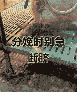 母猪产后要不要剪脐带