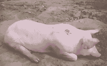 母猪生产后温度39度5