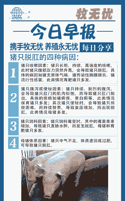 母猪产后脱肛是啥原因呢