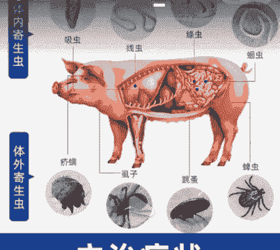 母猪生产后可以驱虫吗吗