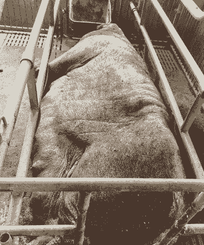 母猪产后几天下猪宝宝