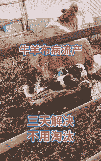 养牛累还是养羊累