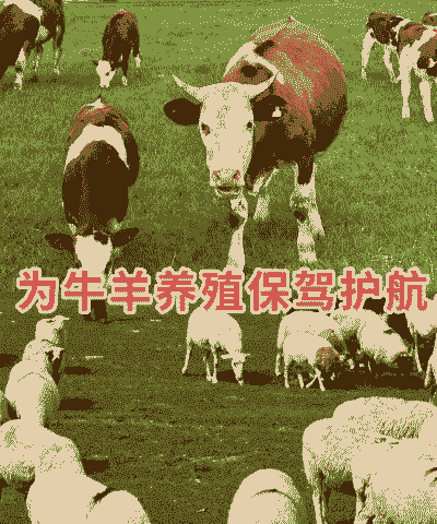 养牛与养羊哪个挣钱好