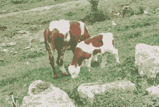 养鸡养狗养牛养羊