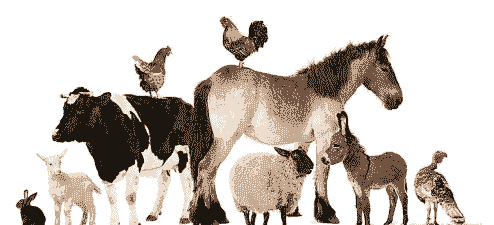 养牛养羊养猪养马