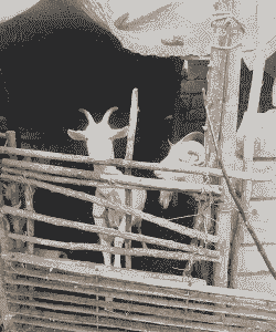 养牛养兔养羊养鹅