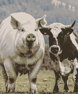 养狗养羊养牛养猪