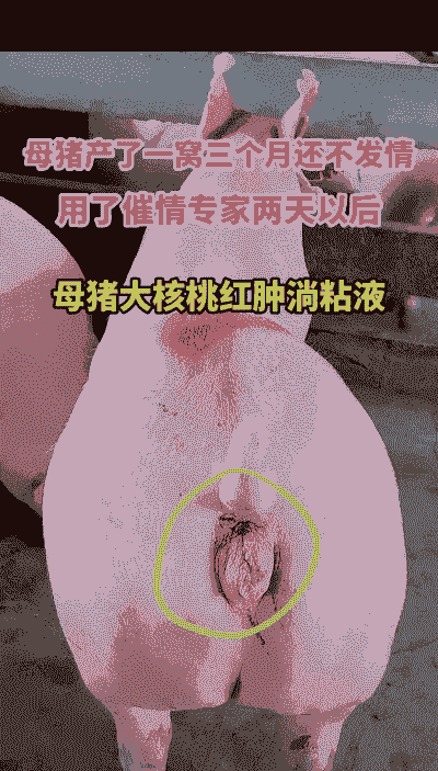 什么叫母猪产后不下崽了