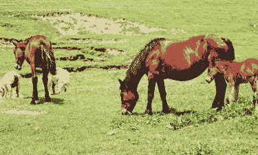 养驴养马养牛养羊