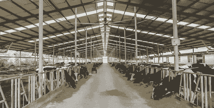 养羊养牛哪个轻松