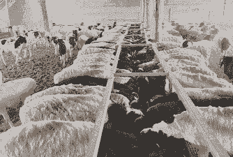 养猪养羊养牛养鱼