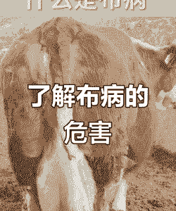 养牛养羊人得病