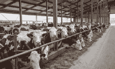 秸秆养牛养羊好吗