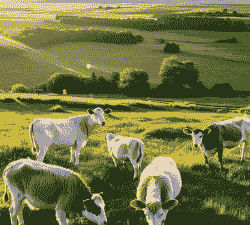 搞啥养牛养羊好