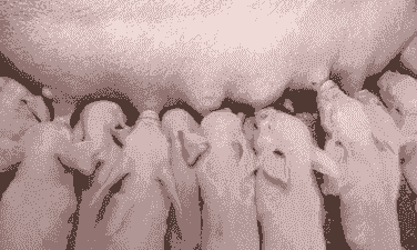 母猪生产后吃啥好奶