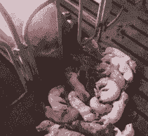 母猪生产后流产怎么治