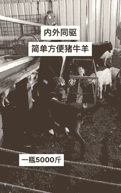 养牛养猪养羊好吗