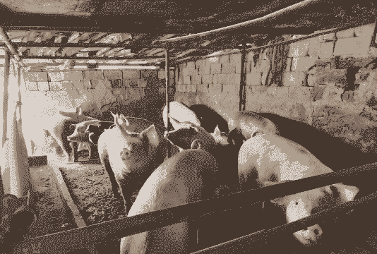 养鸡养牛养羊养猪