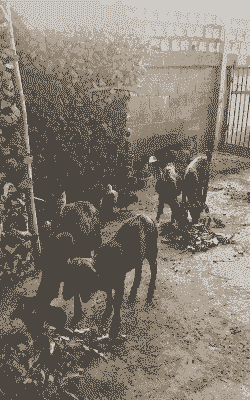 养牛还是养羊好呢