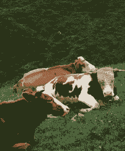 养牛比养羊轻松