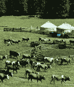 养牛养羊的地方