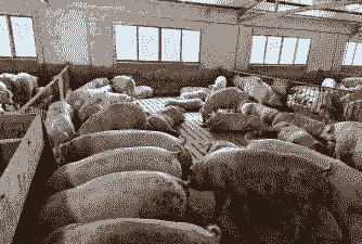 养猪养牛养羊养蜂