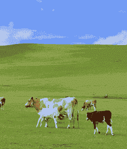 内蒙养牛和养羊