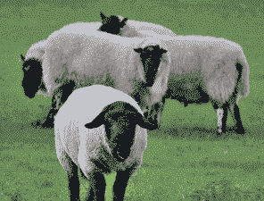 养牛养羊哪个好些