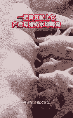 母猪生产后可以吃大豆吗