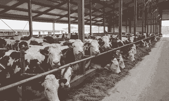 养牛养羊哪种好