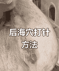 母猪生产后打针打什么针