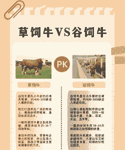 养牛还是养羊2019