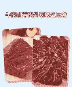 选择养牛还是养羊