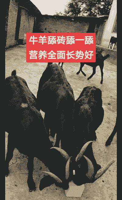 养牛养羊哪个挣钱